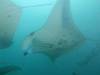 358 - Maldives8-2 Kotte Rock Mantas