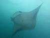 360 - Maldives8-2 Kotte Rock Mantas
