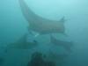 361 - Maldives8-2 Kotte Rock Mantas
