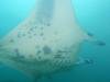 362 - Maldives8-2 Kotte Rock Mantas