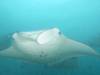 363 - Maldives8-2 Kotte Rock Mantas