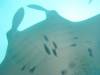 364 - Maldives8-2 Kotte Rock Mantas