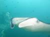 366 - Maldives8-2 Kotte Rock Mantas