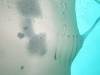 367 - Maldives8-2 Kotte Rock Mantas