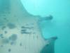 368 - Maldives8-2 Kotte Rock Mantas