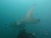 370 - Maldives8-2 Kotte Rock Mantas