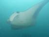 371 - Maldives8-2 Kotte Rock Mantas