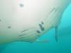 372 - Maldives8-2 Kotte Rock Mantas