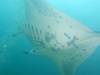 374 - Maldives8-2 Kotte Rock Mantas