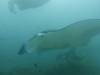 375 - Maldives8-2 Kotte Rock Mantas