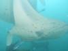 376 - Maldives8-2 Kotte Rock Mantas