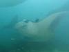 377 - Maldives8-2 Kotte Rock Mantas