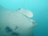 378 - Maldives8-2 Kotte Rock Mantas