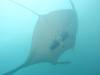 379 - Maldives8-2 Kotte Rock Mantas