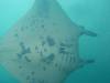 380 - Maldives8-2 Kotte Rock Mantas