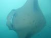 381 - Maldives8-2 Kotte Rock Mantas