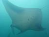 382 - Maldives8-2 Kotte Rock Mantas