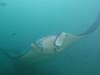 383 - Maldives8-2 Kotte Rock Mantas