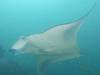 384 - Maldives8-2 Kotte Rock Mantas