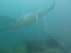 385 - Maldives8-2 Kotte Rock Mantas