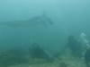 386 - Maldives8-2 Kotte Rock Mantas