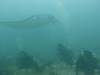 387 - Maldives8-2 Kotte Rock Mantas