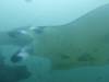 388 - Maldives8-2 Kotte Rock Mantas
