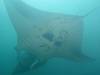 389 - Maldives8-2 Kotte Rock Mantas