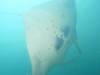 390 - Maldives8-2 Kotte Rock Mantas