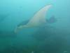 391 - Maldives8-2 Kotte Rock Mantas