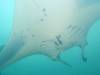 392 - Maldives8-2 Kotte Rock Mantas