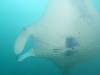 393 - Maldives8-2 Kotte Rock Mantas