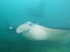 394 - Maldives8-2 Kotte Rock Mantas