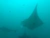 395 - Maldives8-2 Kotte Rock Mantas