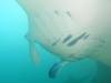 396 - Maldives8-2 Kotte Rock Mantas