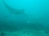 397 - Maldives8-2 Kotte Rock Mantas