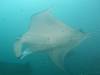 398 - Maldives8-2 Kotte Rock Mantas