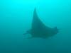 399 - Maldives8-2 Kotte Rock Mantas
