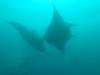 404 - Maldives8-2 Kotte Rock Mantas