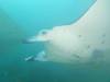 405 - Maldives8-2 Kotte Rock Mantas