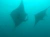 406 - Maldives8-2 Kotte Rock Mantas