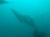 407 - Maldives8-2 Kotte Rock Mantas