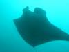 408 - Maldives8-2 Kotte Rock Mantas