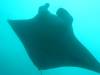 409 - Maldives8-2 Kotte Rock Mantas