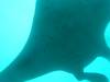 411 - Maldives8-2 Kotte Rock Mantas