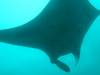 412 - Maldives8-2 Kotte Rock Mantas