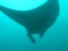 413 - Maldives8-2 Kotte Rock Mantas