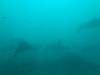414 - Maldives8-2 Kotte Rock Mantas