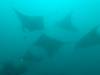 415 - Maldives8-2 Kotte Rock Mantas