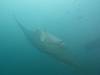 416 - Maldives8-2 Kotte Rock Mantas